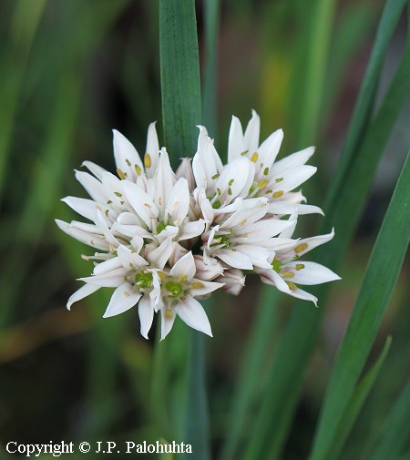 Allium ramosum, tuoksulaukka